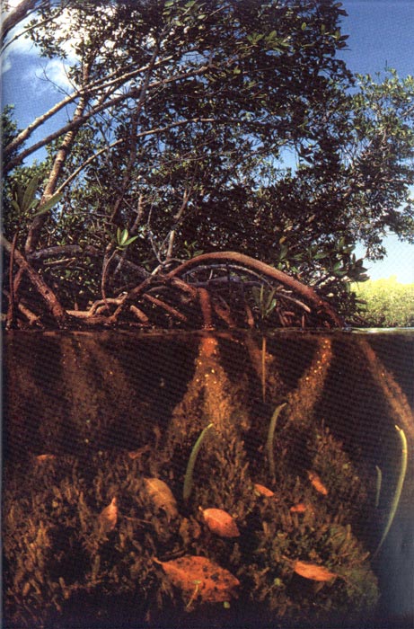 Mangroves - Trees in the sea - aus dem Buch